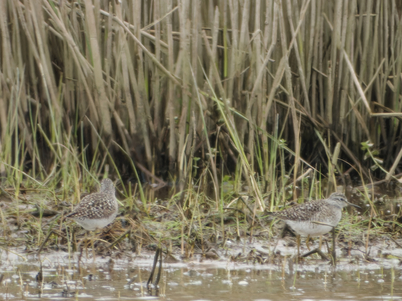 Thumbnail of Wood Sandpiper